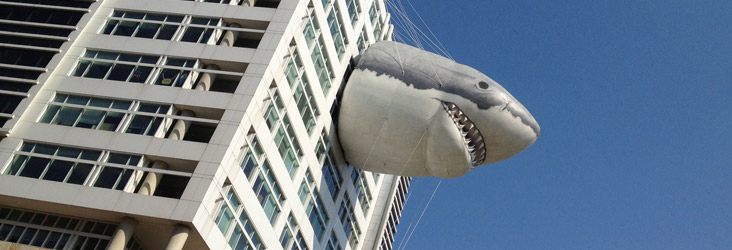 shark shark